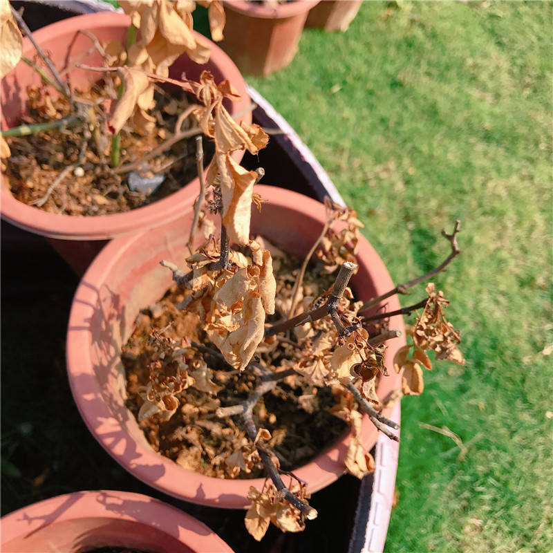这应该是下雨后遇到暴晒留下的,淋雨,暴晒,高温,露养的月季苗就死翘翘