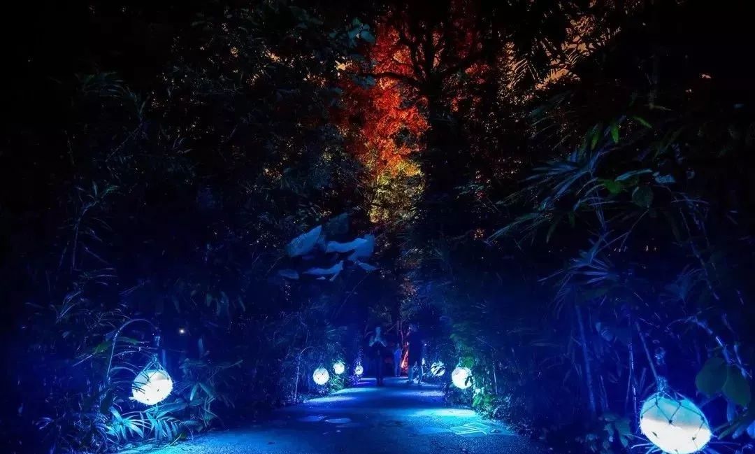 像动物一样歌唱幻光森林之夜带你飞