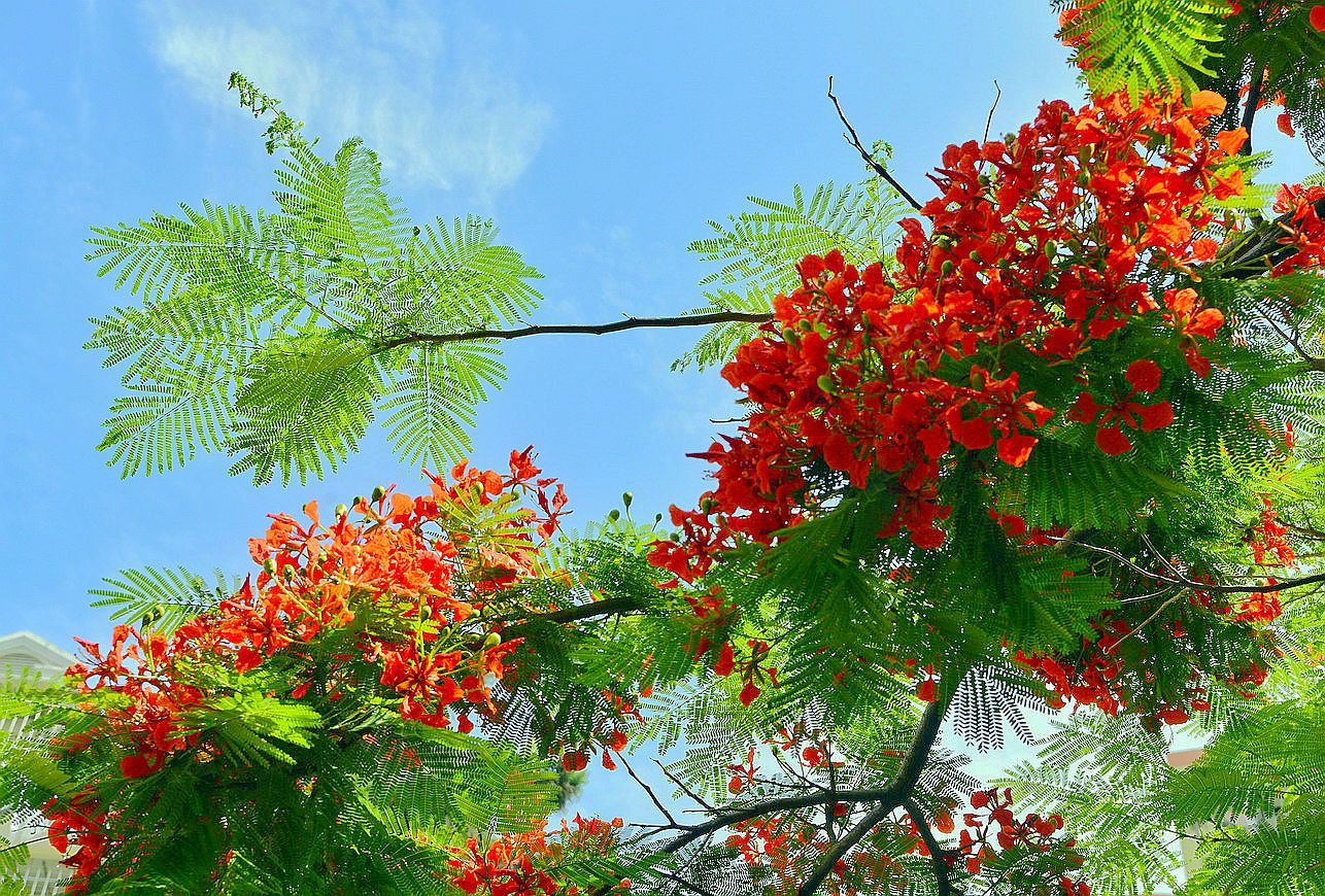 廈門滿城盡是鳳凰花,白鷺洲,廈門大學,南普陀,中山公園,金尚路還有