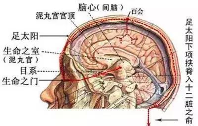 钜力教育揭秘松果体:全脑开发的重中之重_泥丸