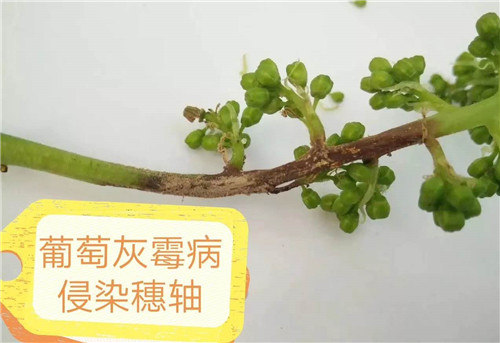 天气隐患,使防治葡萄灰霉病迫在眉睫!