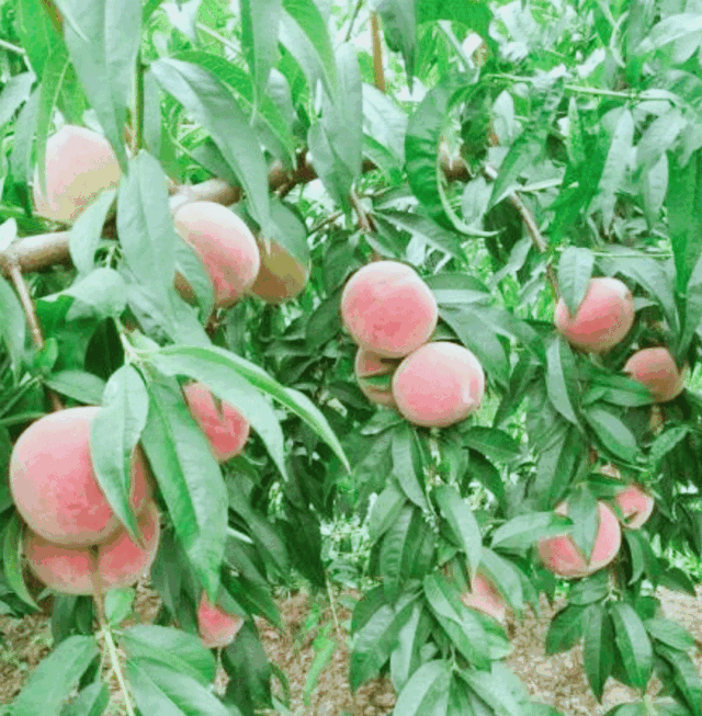 平心而论你认为今年蔡甸的水果贵吗