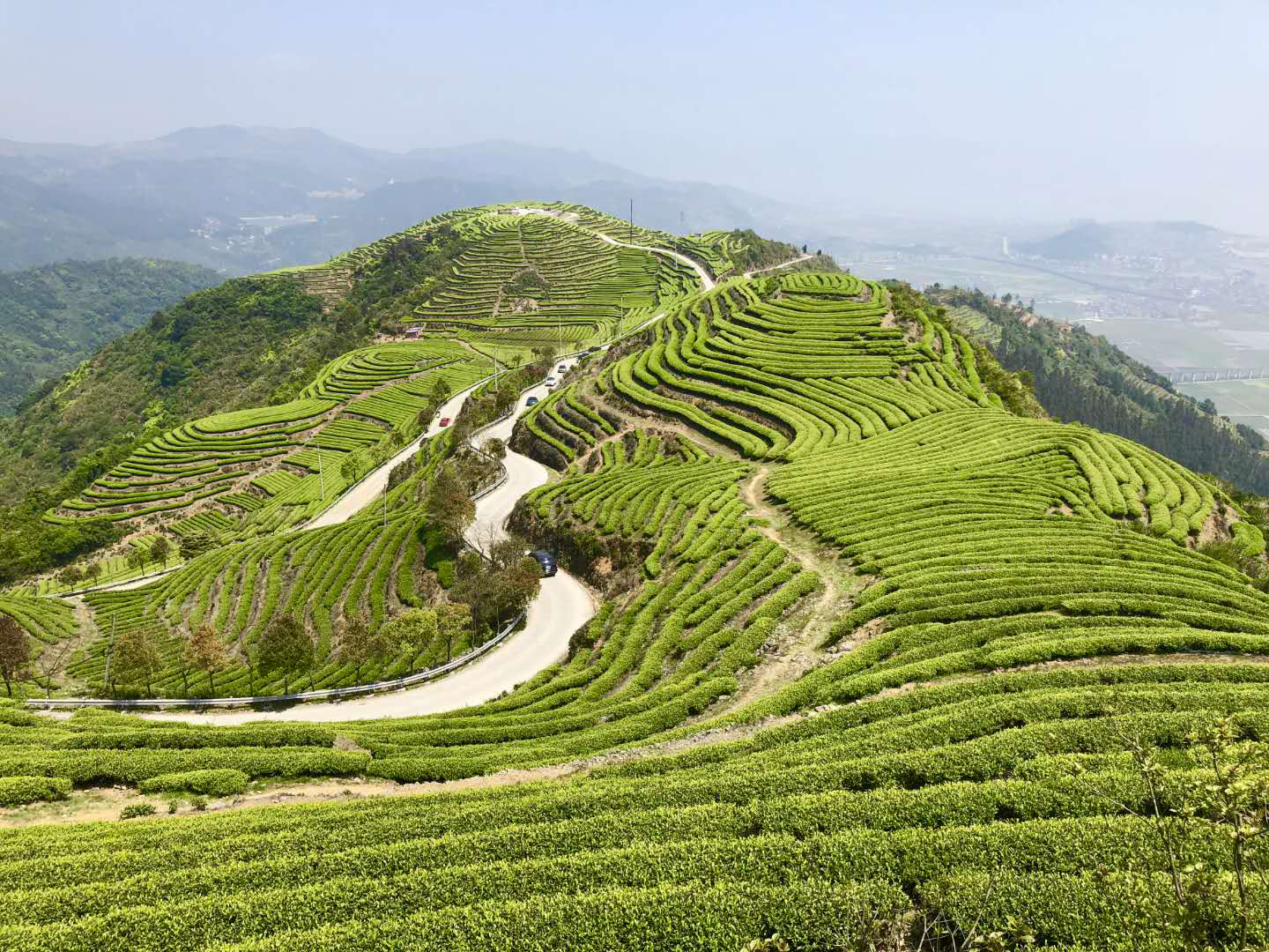 長龍最美茶山變金山銀山