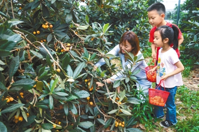 5月26日,游客在林城镇上狮村的枇杷种植园内采摘枇杷.