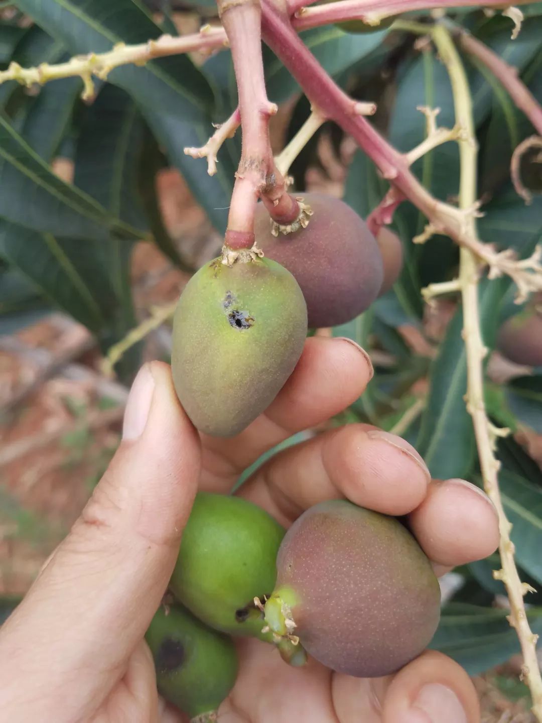 【果园实拍】芒果病虫害千奇百怪,你碰上了多少?