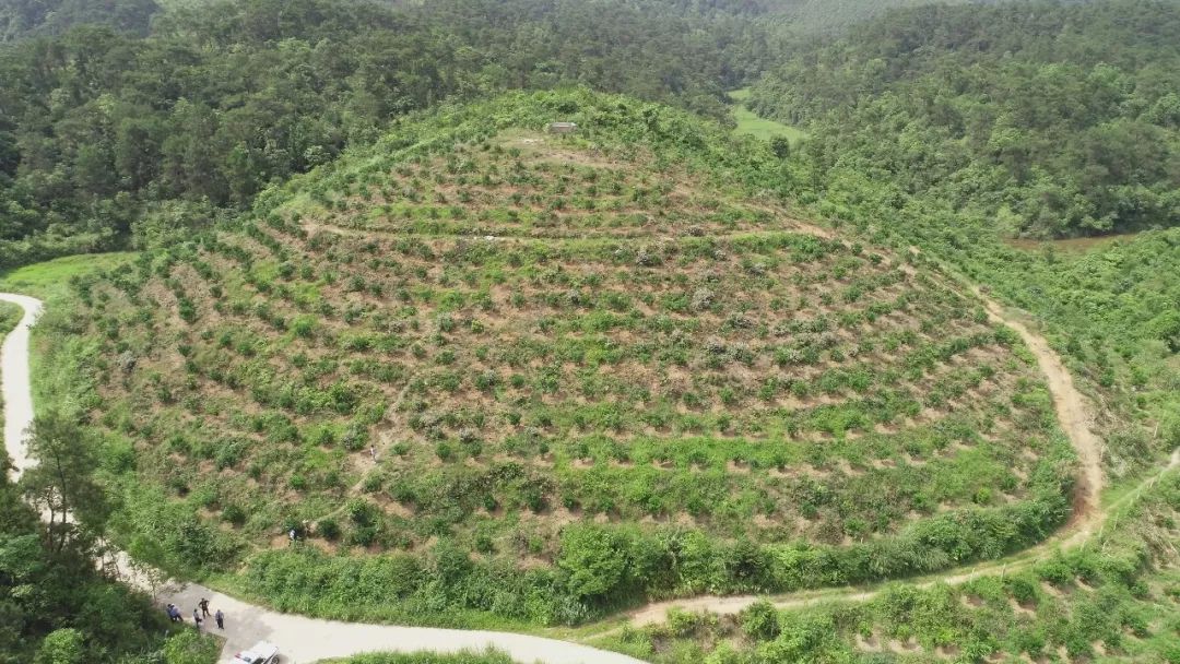 同一天,检察干警还驱车去到上思县叫安镇双板村那驴屯"雷文山",实地