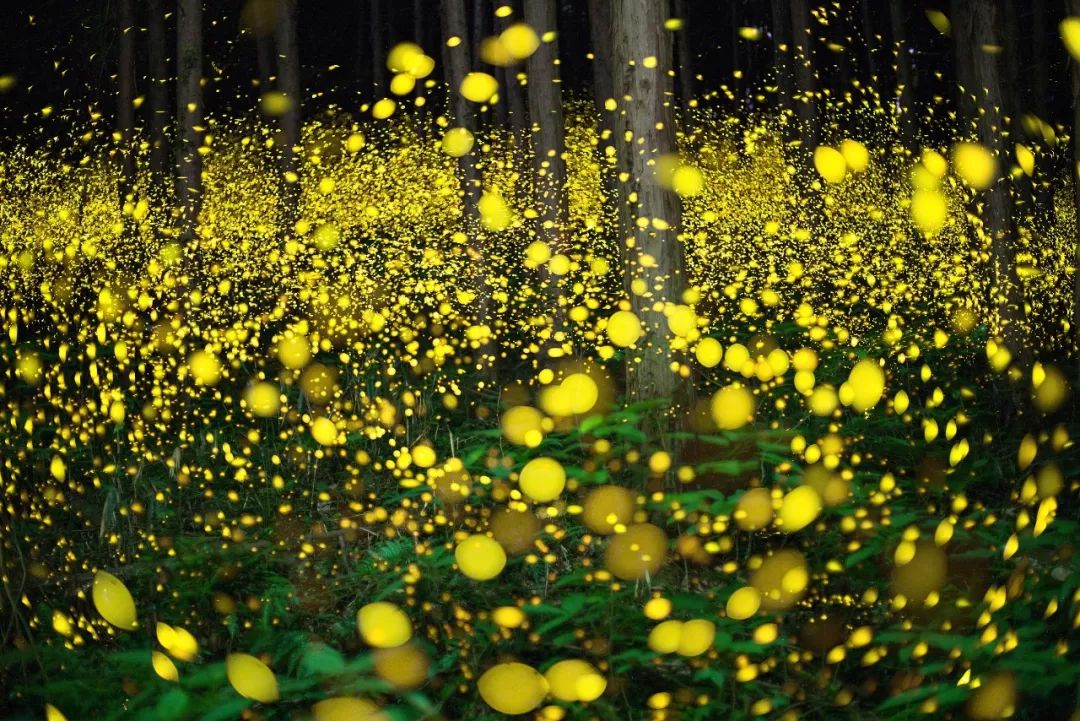 国内几大萤火虫胜地圆你童话梦!