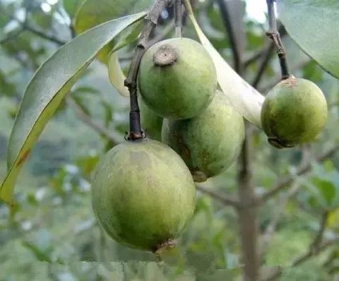 熟了就成暗紫色,甜甜的 牛哈卵 又叫拿藤仔,拿藤果,野木瓜 每年的深秋