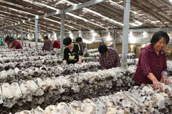 蒙城县王集乡小小黑木耳种出致富路