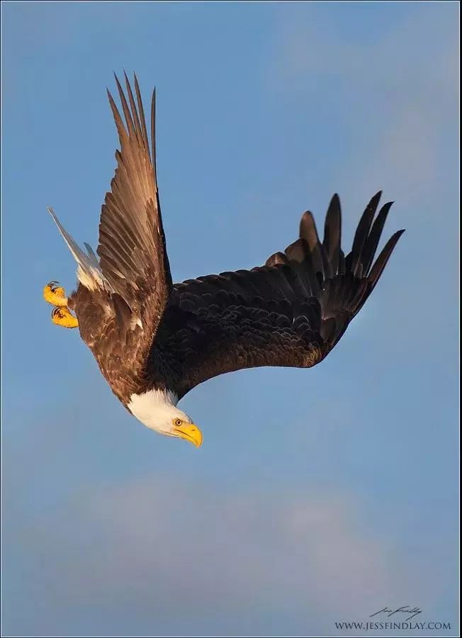 凄风淅沥飞严霜,——《咏架上鹰》不知谁是解绦人.