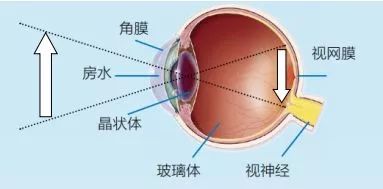 眼睛的生理构造 首先,咱们来了解眼球的结构和功能 角膜,房水,晶状体