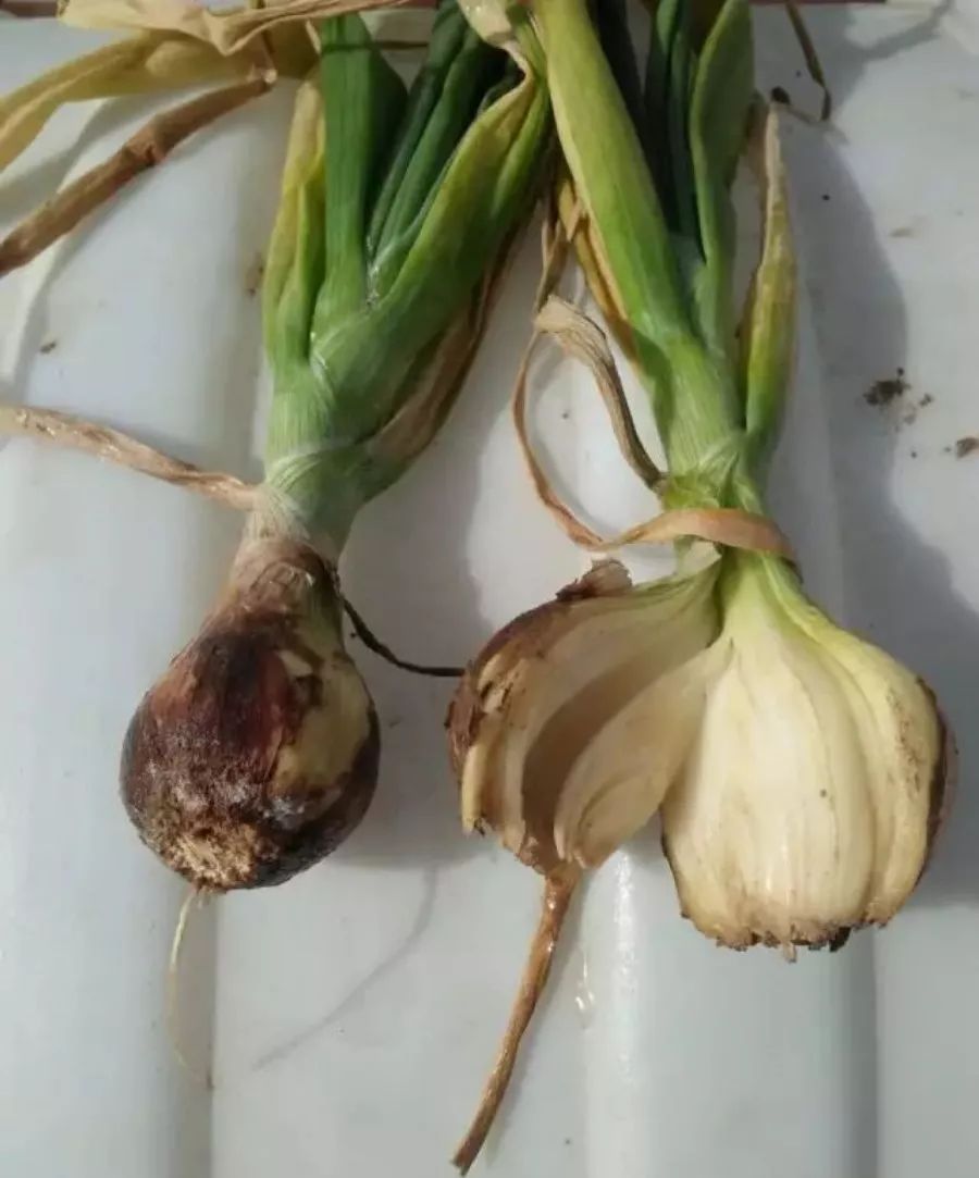 洋葱病害根腐病的防治