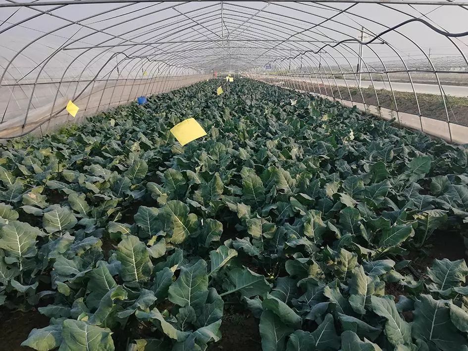 实用超全版青花菜病虫害防控方法