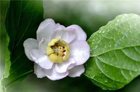 神奇臨安這種梅花在夏天綻放你見過了嗎