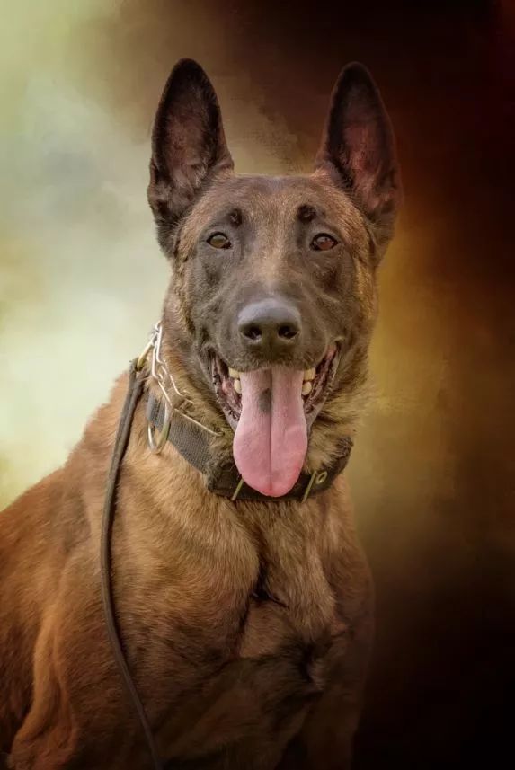 无论你在哪里马犬都要咬到你