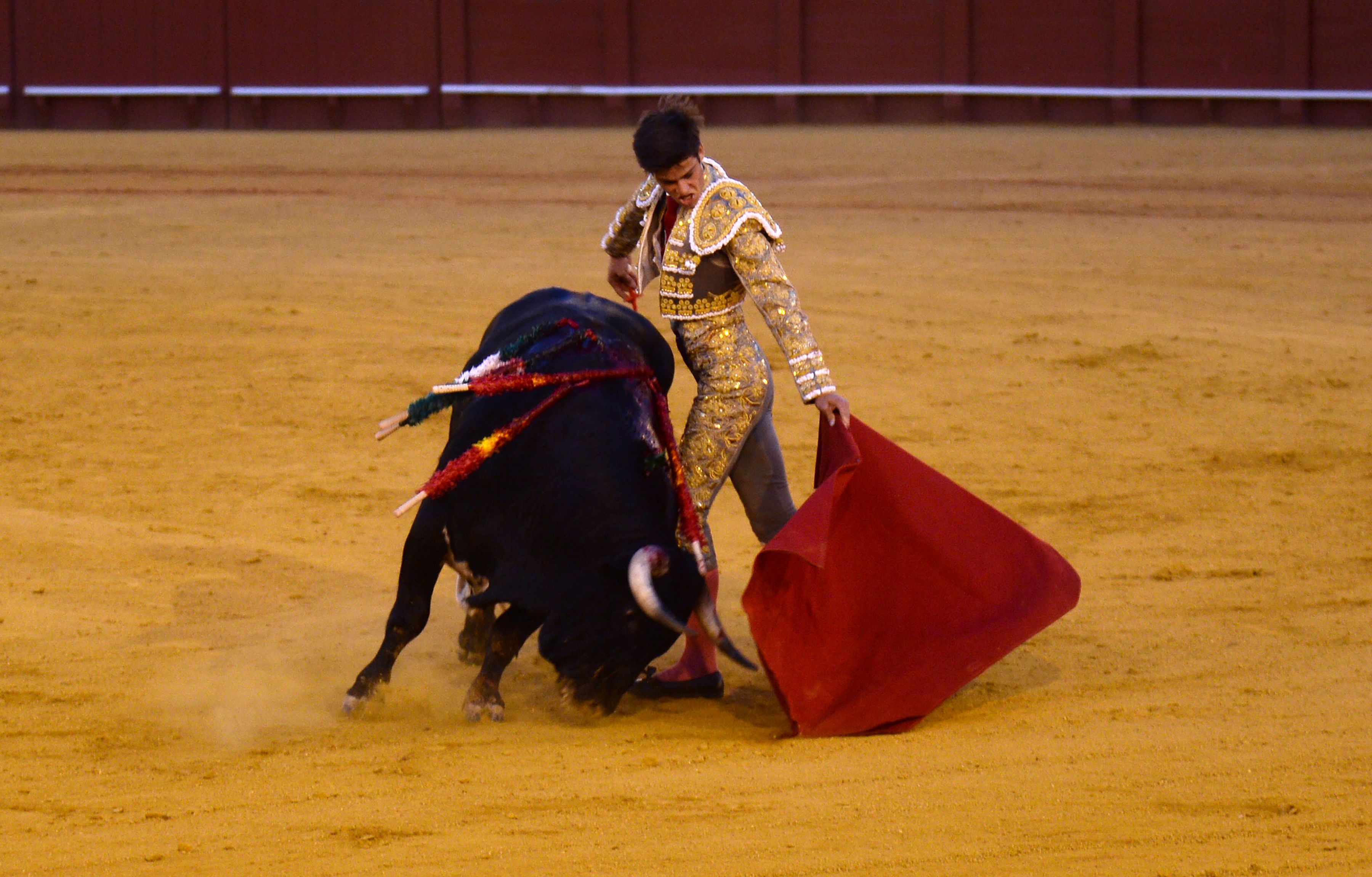 新华社/法新5月26日,在西班牙塞维利亚,法国斗牛士表演斗牛