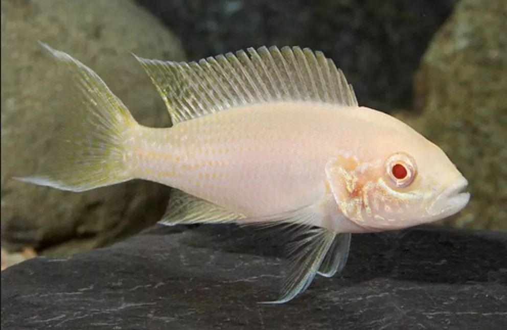 白化女王燕尾neolamprologus brichardi albin姆必塔黄金蓝剑沙cypri