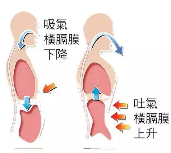 唱歌时横膈膜的状态图图片