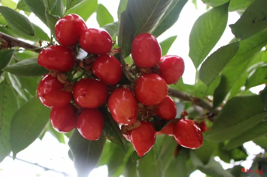 樱桃熟啦撩起满城的少女心还有50元樱桃免费送约吗