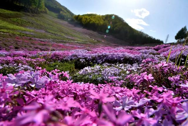 长白山王池花海图片