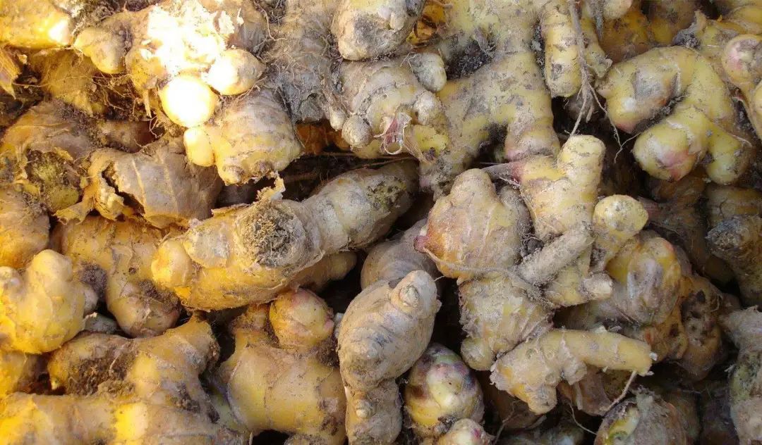 5,腐烂的生姜千万别吃