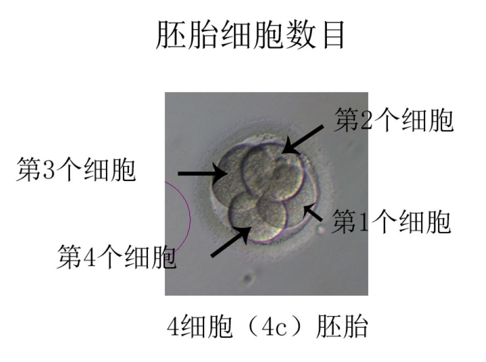 主要从以下三个方面进行评估:细胞数目(见图2),胚胎分级(见图3)和碎片