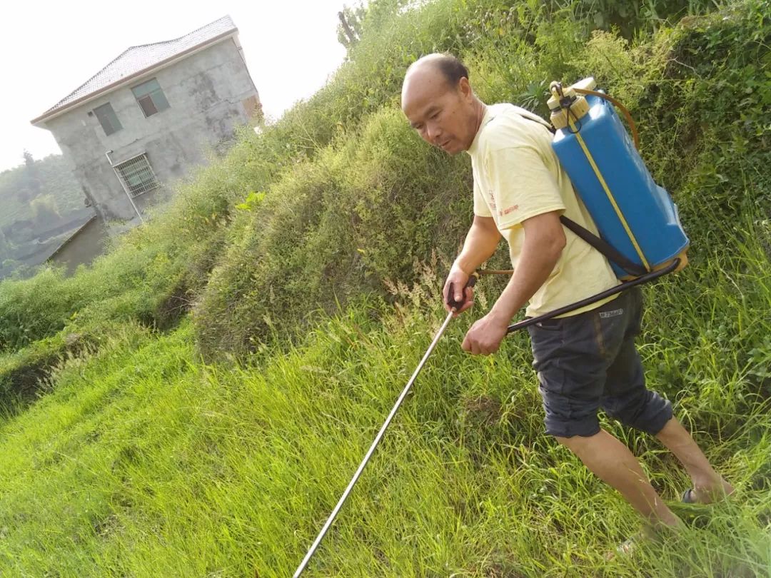 打农药7大禁忌,9成农民都在浪费药!