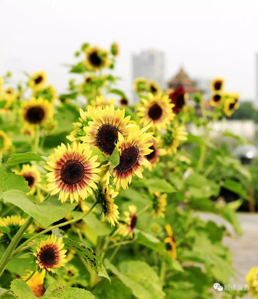 顺峰山公园向日葵