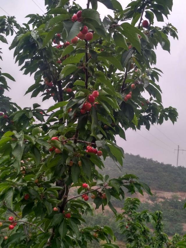 山东临沂樱桃种植基地图片