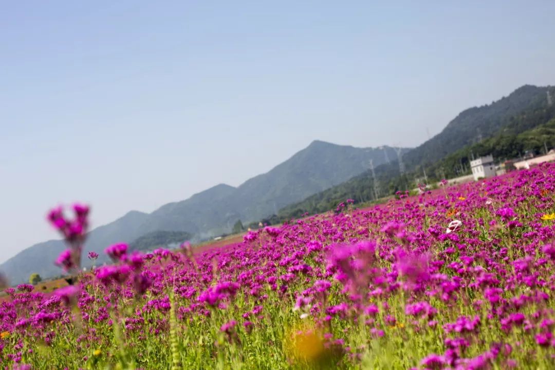 惊艳颜值爆表的花海就在绍兴上虞等你