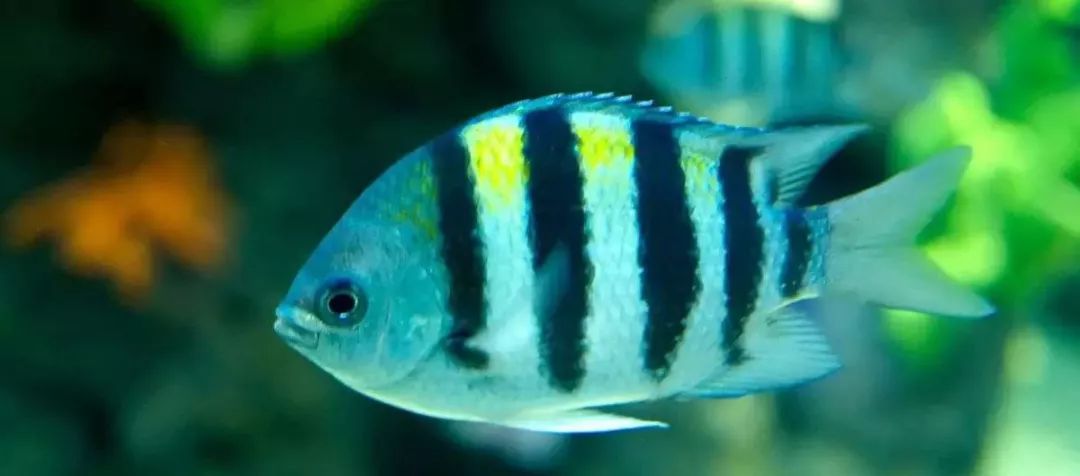 五间雀四线笛喷点菠萝六角恐龙蓝曼龙黄金鯵黑虎头狗头鱼象鱼神仙鱼