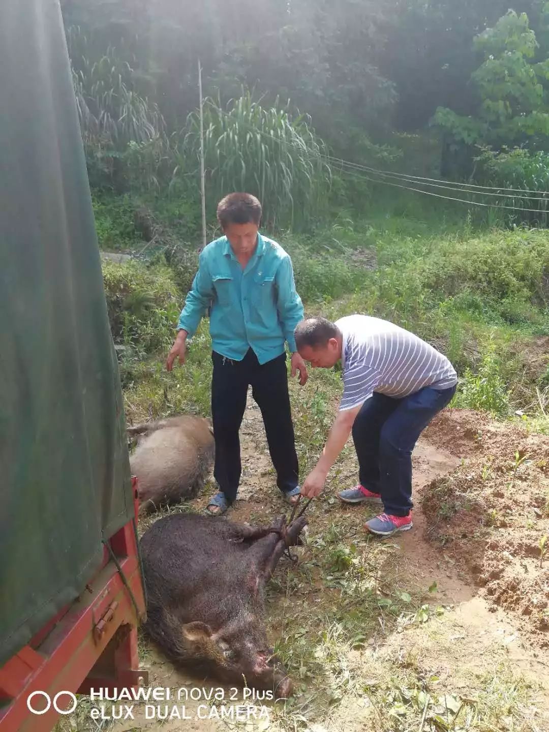 奇怪了吧野猪结伴闯进顺昌村里撒野