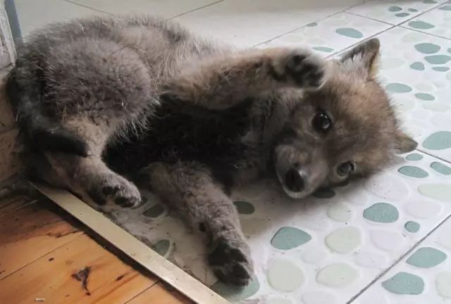 动物丨23岁姑娘养大一匹狼放生4年后吃一惊