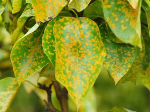 答疑梨树叶上有黄点点到底是什么