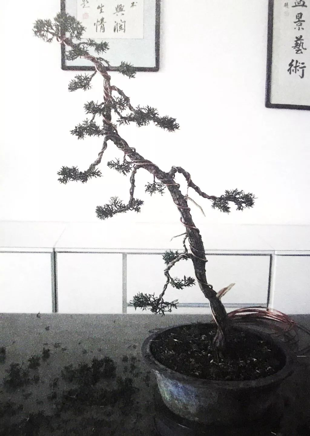 分享文人树盆景制作案例主干微弯树形随意取名天姿