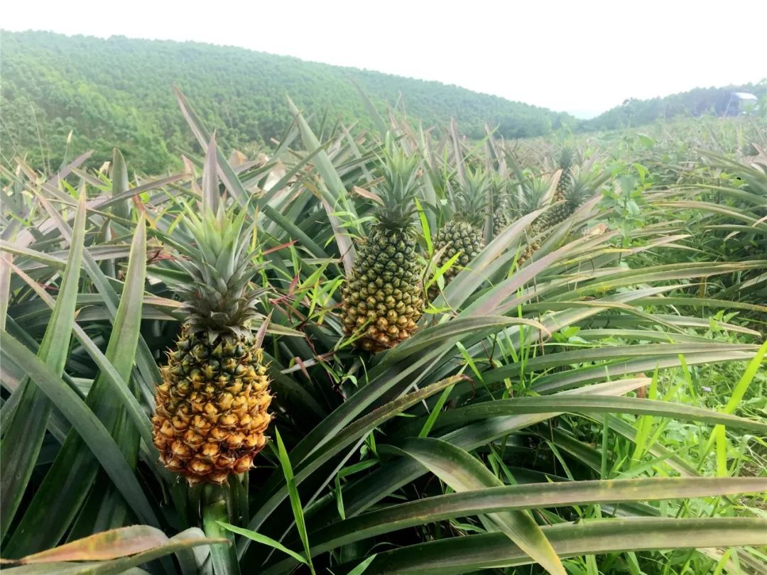 上思县这个村的凤梨不够卖