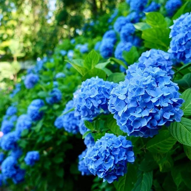 初夏限定错过4月的樱花雨季的紫阳花来了