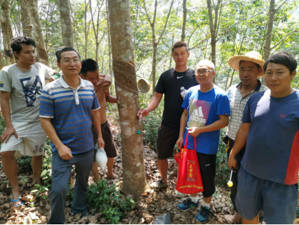 關累鎮開展橡膠微創割膠技術示範推廣