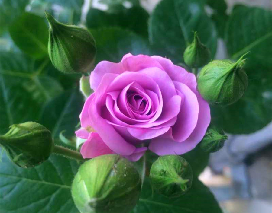 紫色系大花微月水星王阳台月季抗性佳多季节开花容易多头