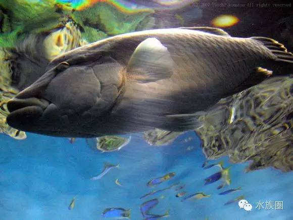 养鱼圈粉可是这些图片才真的让我跳坑了