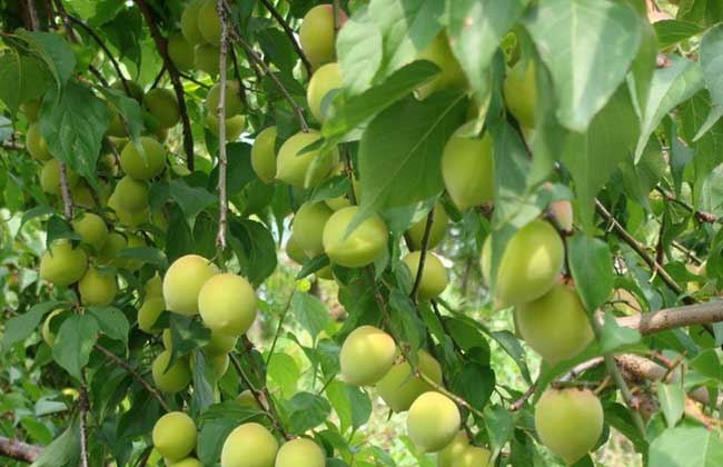 贝思特梅子的烘干技术你掌握了多少还在为天气不好而烦恼吗