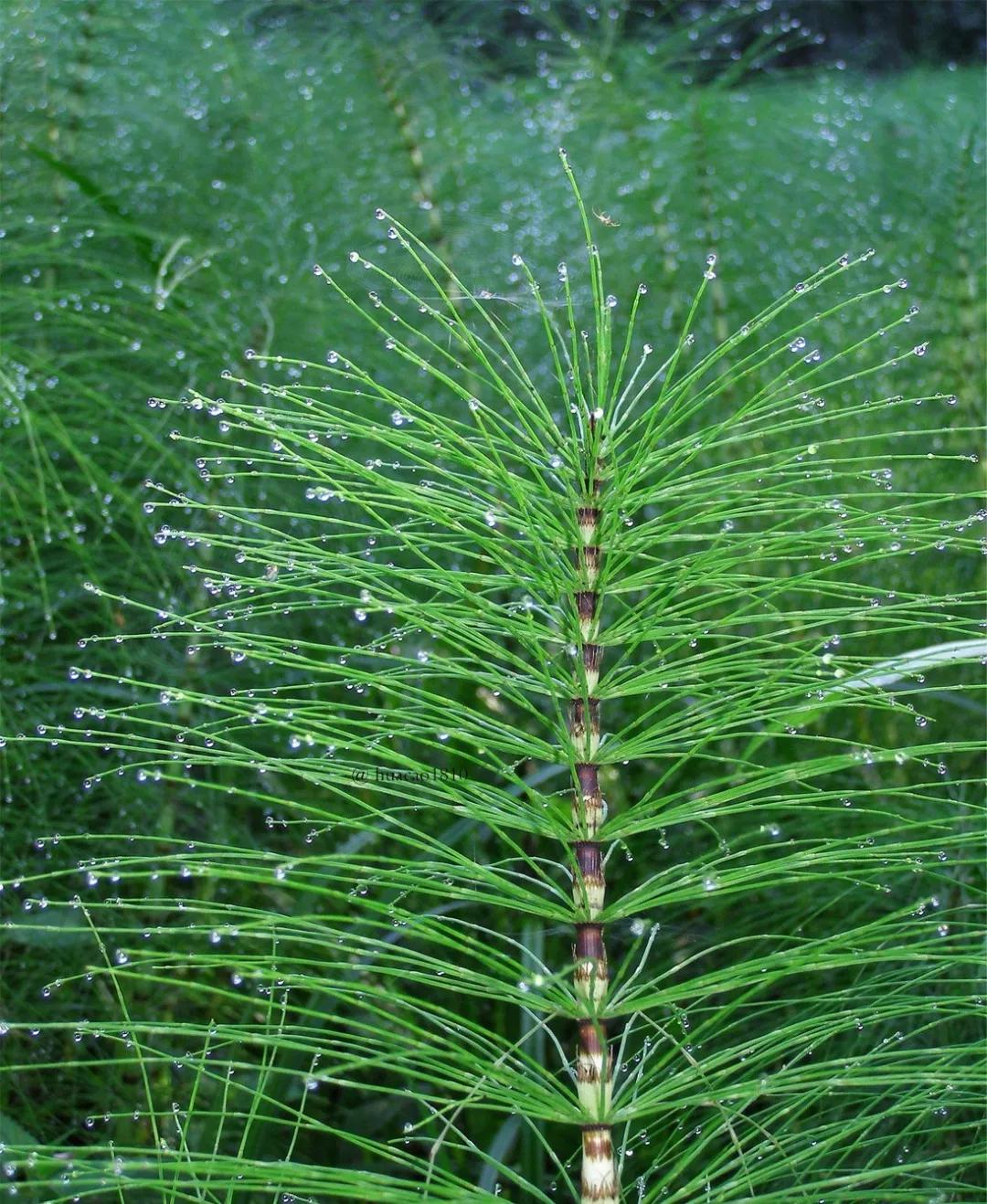 9种神奇的草本植物:头等大事,一触即发