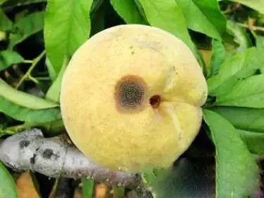 有图有真相史上最全桃树病害资料