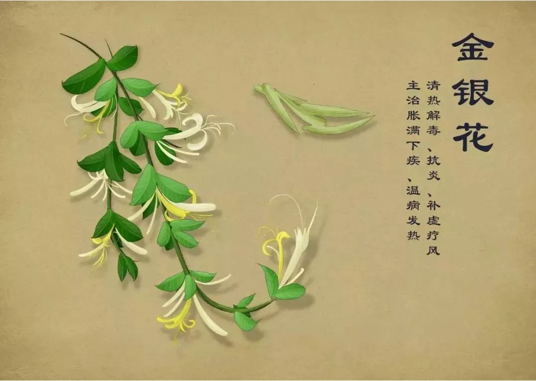 金银花夏季清热解毒第一花