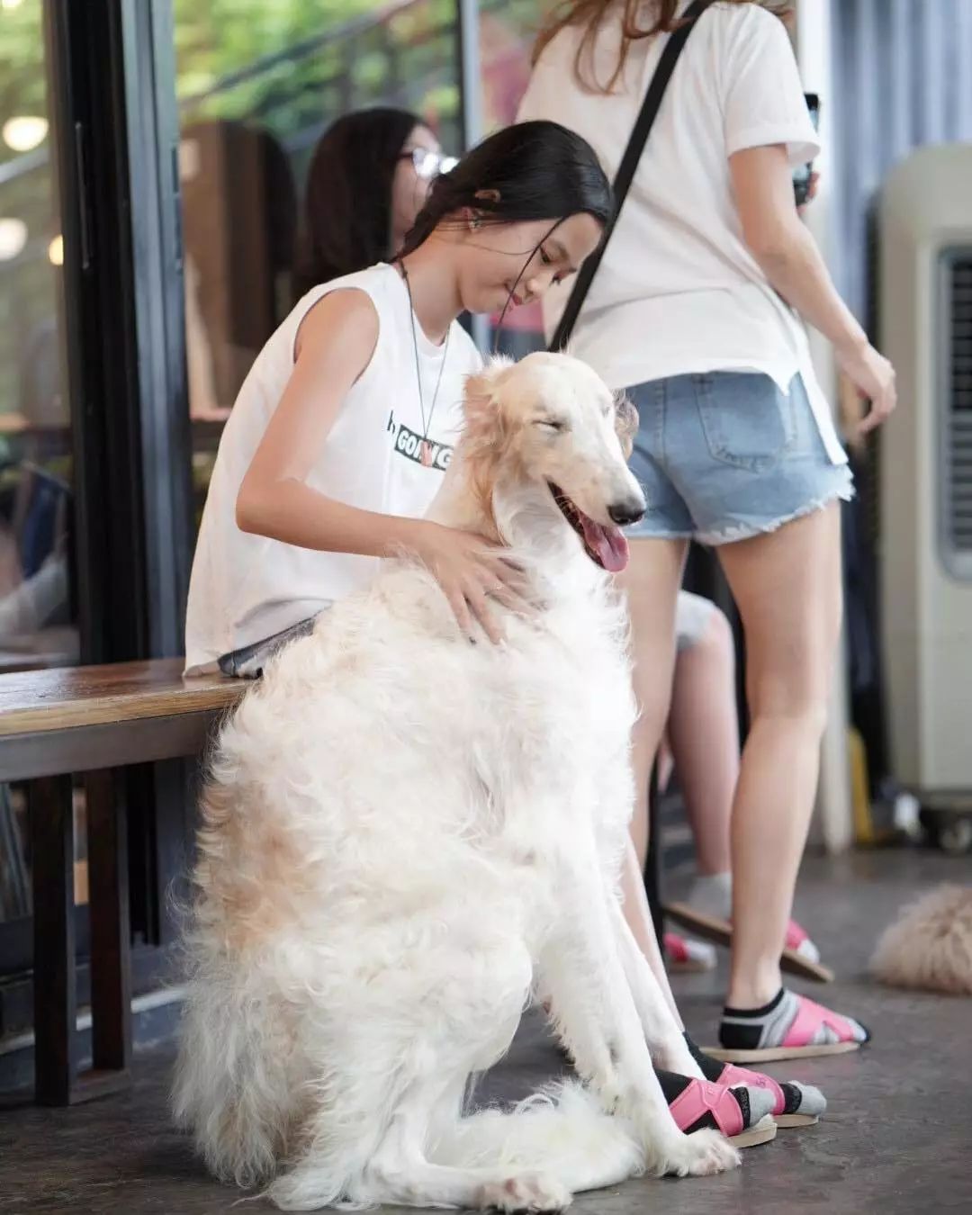 泰国一家以大狗为主题的咖啡厅：Big Dog Cafe