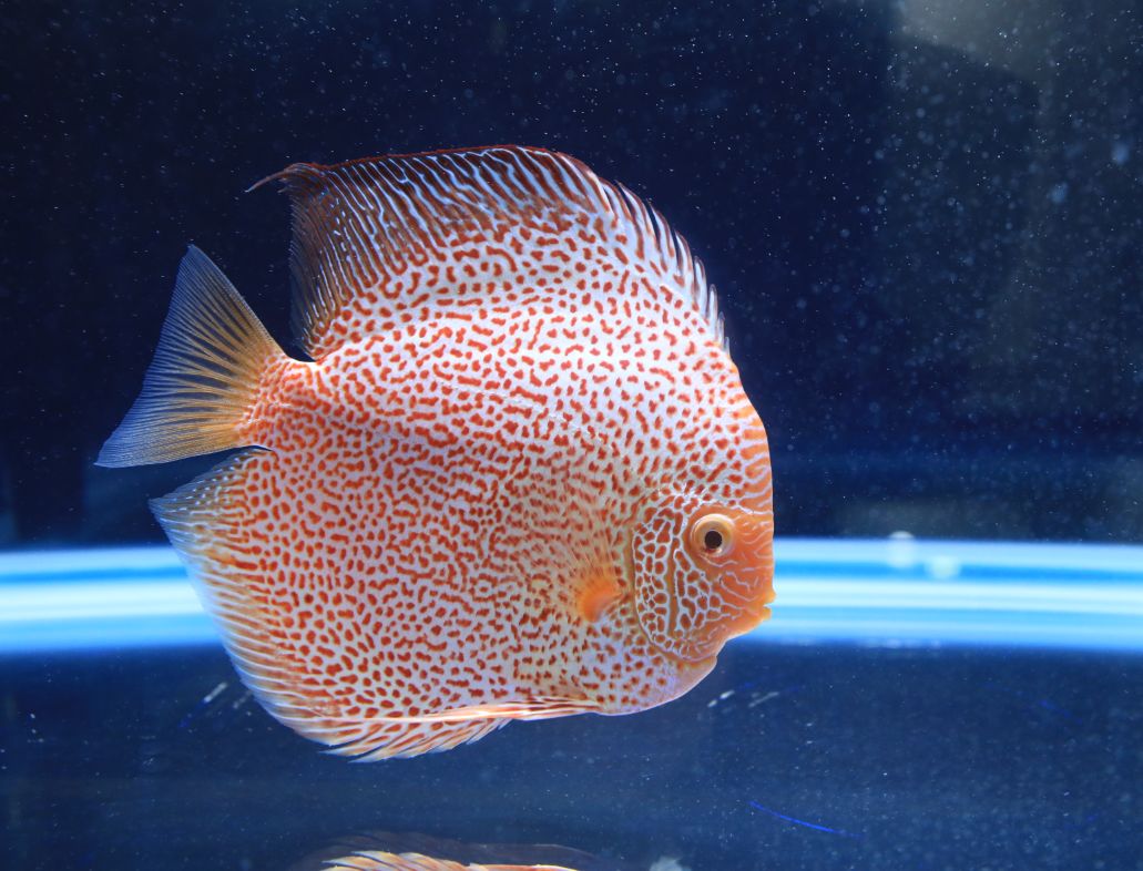 赛级"热带鱼之王"七彩神仙鱼,美得不得了!~_鸽子