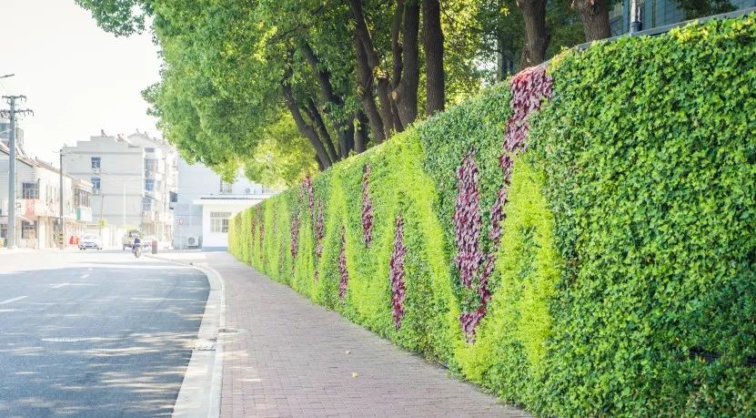港下小学绿植围墙1"墙"势围观上榜围墙不禁有点小骄傲哦顺利上榜能从