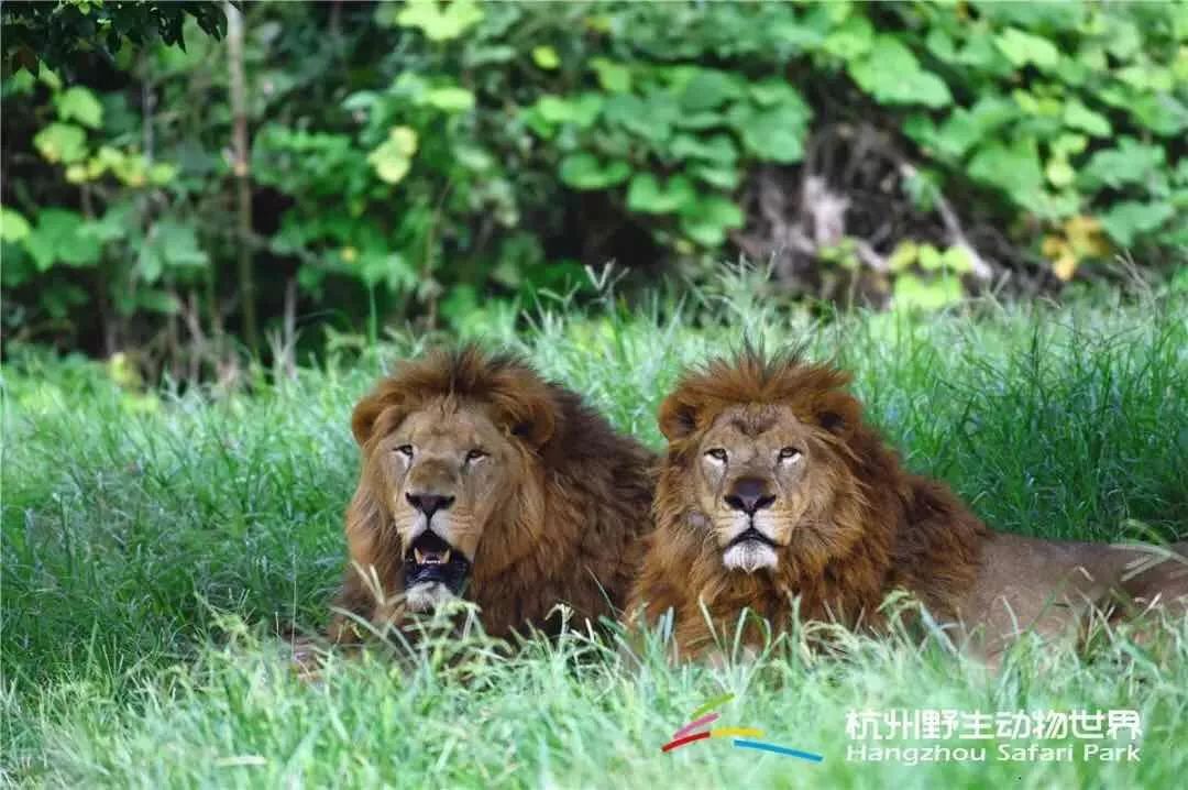 成行61特價356元對兒童節杭州野生動物園冰雪動物城歡樂一日遊