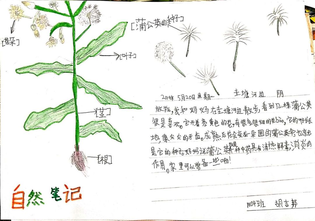 芦荟植物观察记录表图片