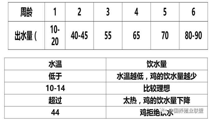 同样是笼养肉鸡,为什么你的鸡场效益总是那么差?
